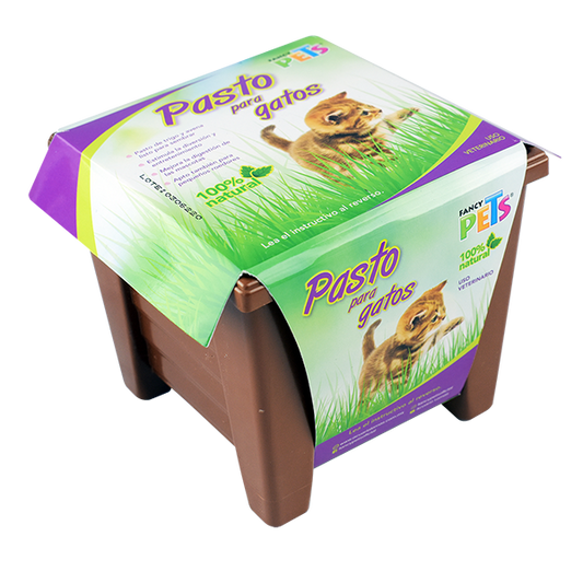 Pasto para gatos | Fancy Pets